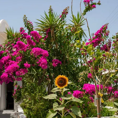Wisteria Apartment Karterados (Santorini)